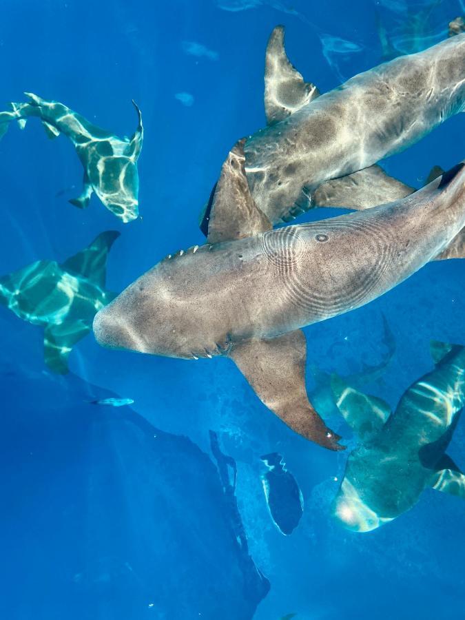 Reef Edge Thulusdhoo, Maldives Exterior foto