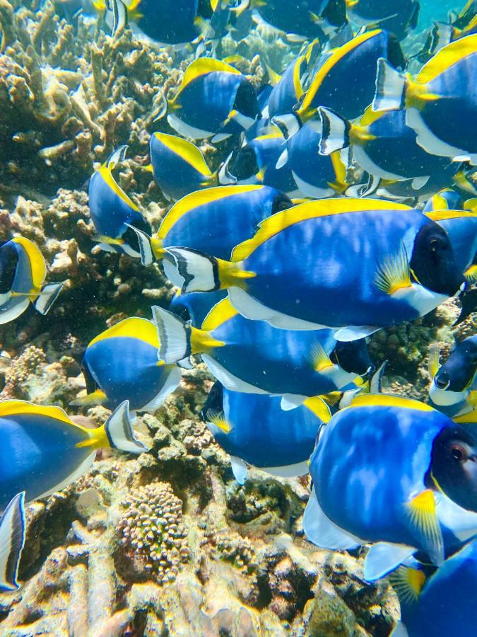 Reef Edge Thulusdhoo, Maldives Exterior foto