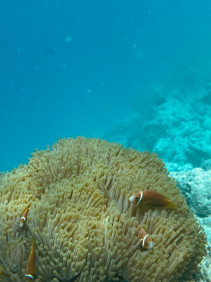 Reef Edge Thulusdhoo, Maldives Exterior foto